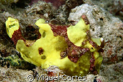 Yellow frog fish. by Miguel Cortés 